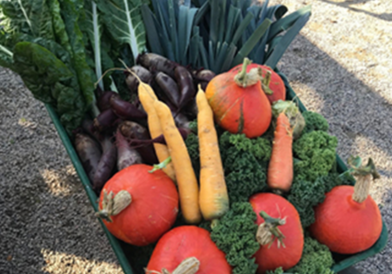 wheelbarrow-with-fresh-vegetables
