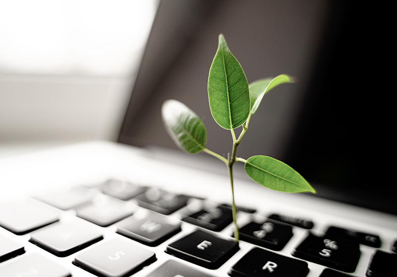 Planta som växer ur tangentbordet på laptop